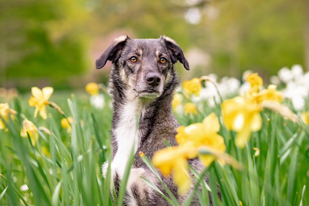Forårsklargøring af din hund: En komplet guide til en sund og aktiv sæson
