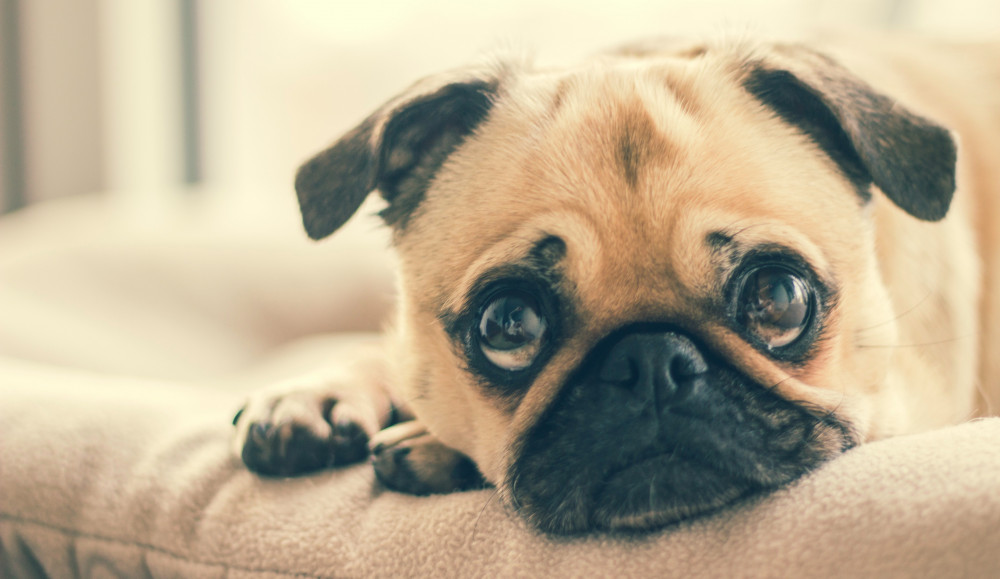 Øjenbetændelse hunde – Symptomer, Årsager og Behandling