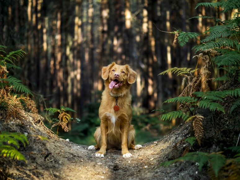 Giv din hund bedste oplevelse i hundeskovene (2022)