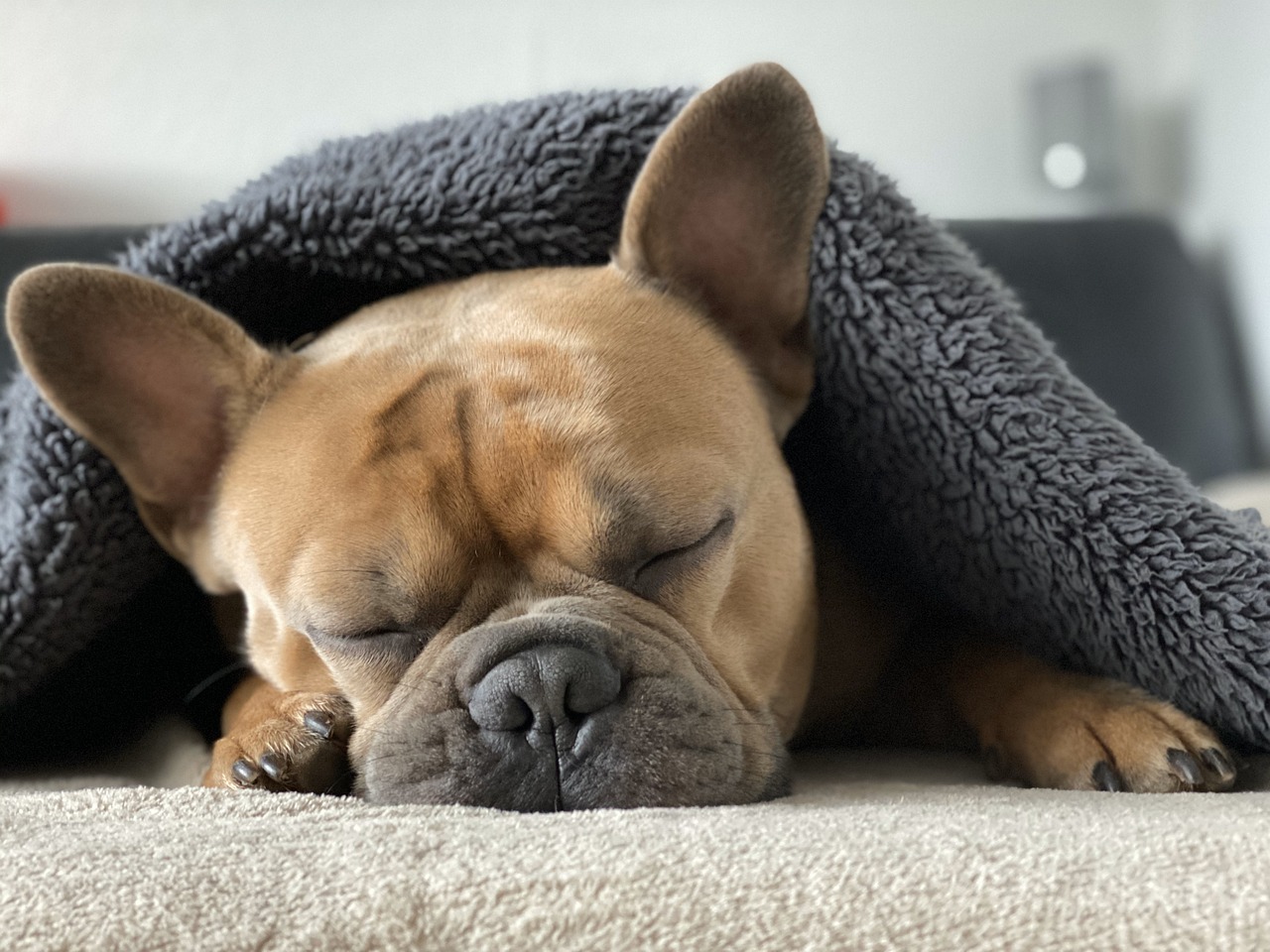 Franske Bulldogs er kendt for deres karakteristiske snorken og snorke lyde på grund af deres flade ansigter.